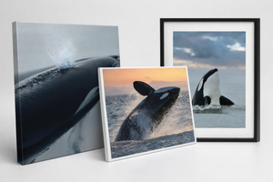Orca Fine Art Prints | Wild Killer Whale Photography by Lee Andelson