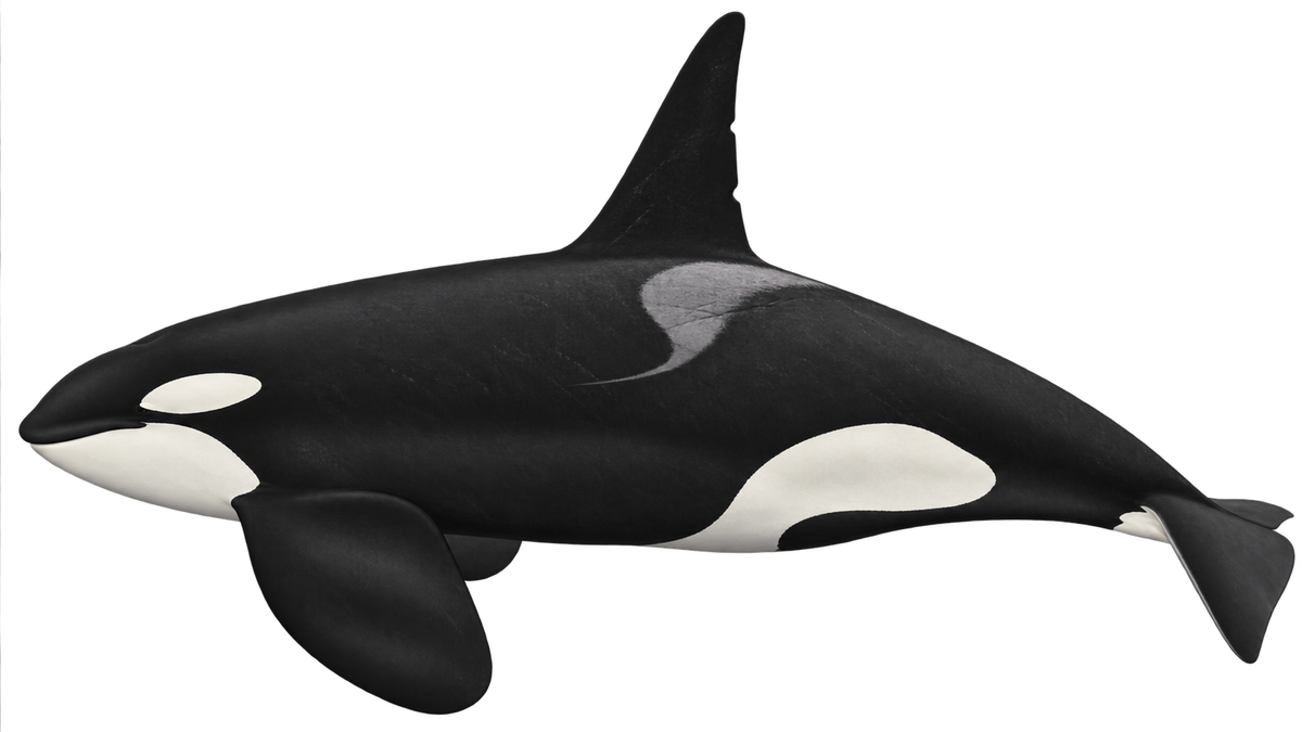 Bigg's killer whale dorsal fin field illustration