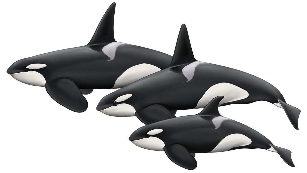 California killer whale dorsal fin field illustration