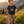 WUTA Wolf Toddler T-Shirt