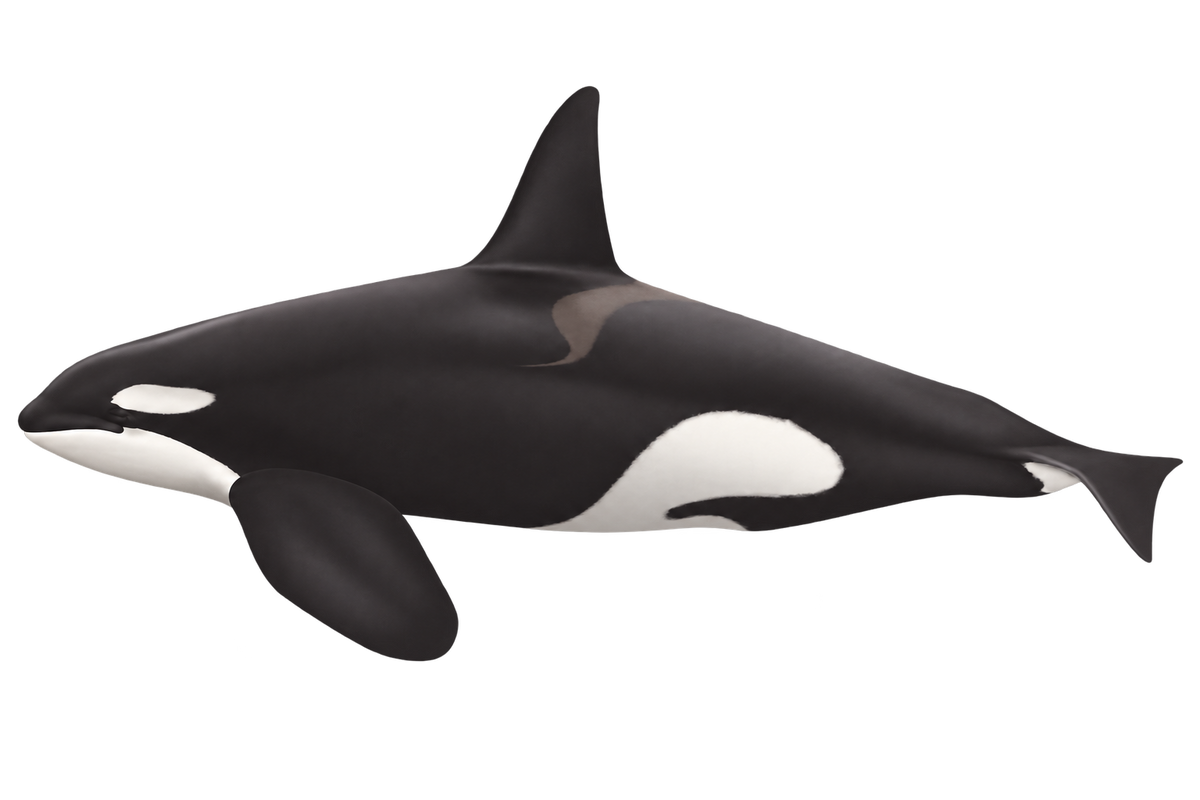 Eastern Tropical Pacific killer whale dorsal fin field illustration