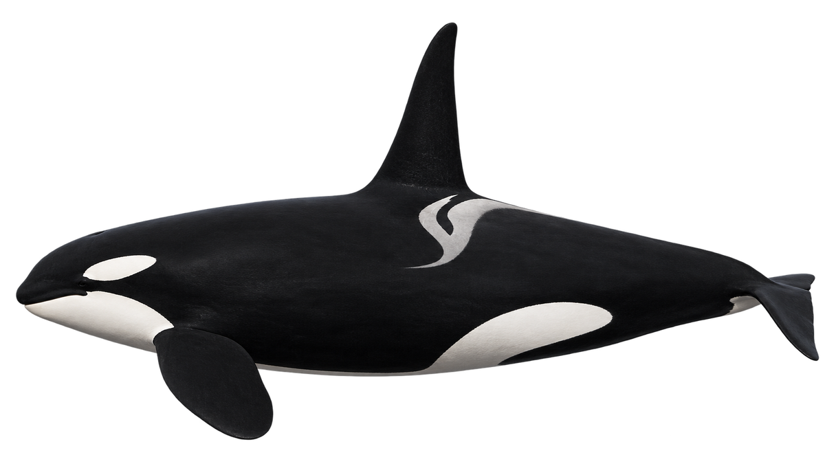 Southern Resident killer whale field illustration