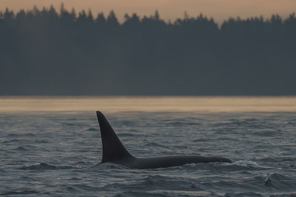 T023D3 "Robin" surfacing at sunset in the San Juan Islands, Washington.