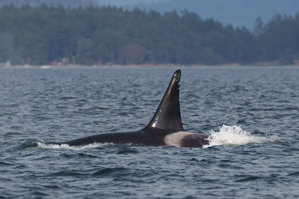 T046D "Strider" surfacing.