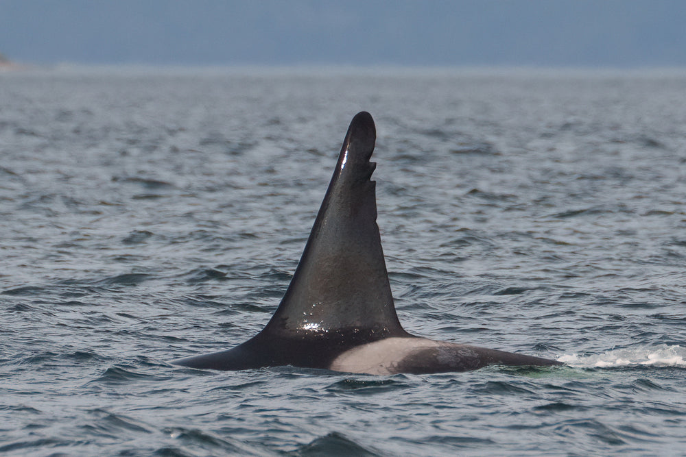 T046D "Strider" left side dorsal fin.
