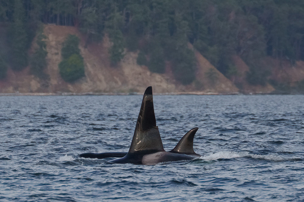 T046E "Thor" left side dorsal fin.