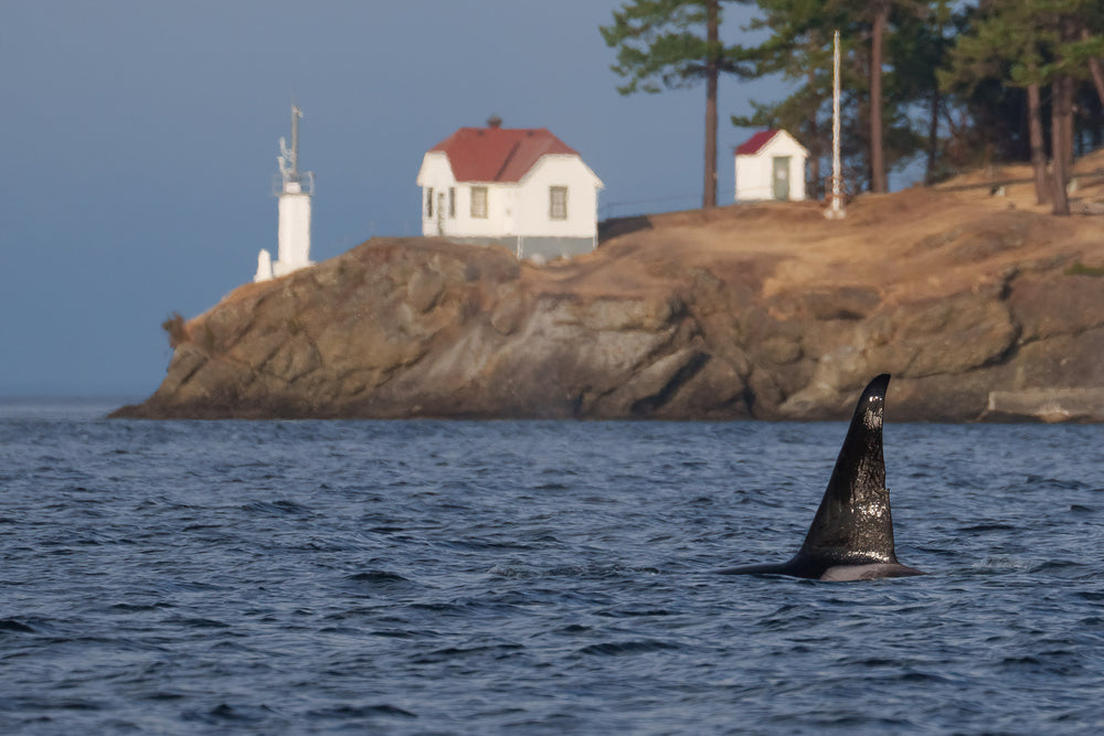T046E "Thor" surfacing in front of Turn Point Lighthouse.
