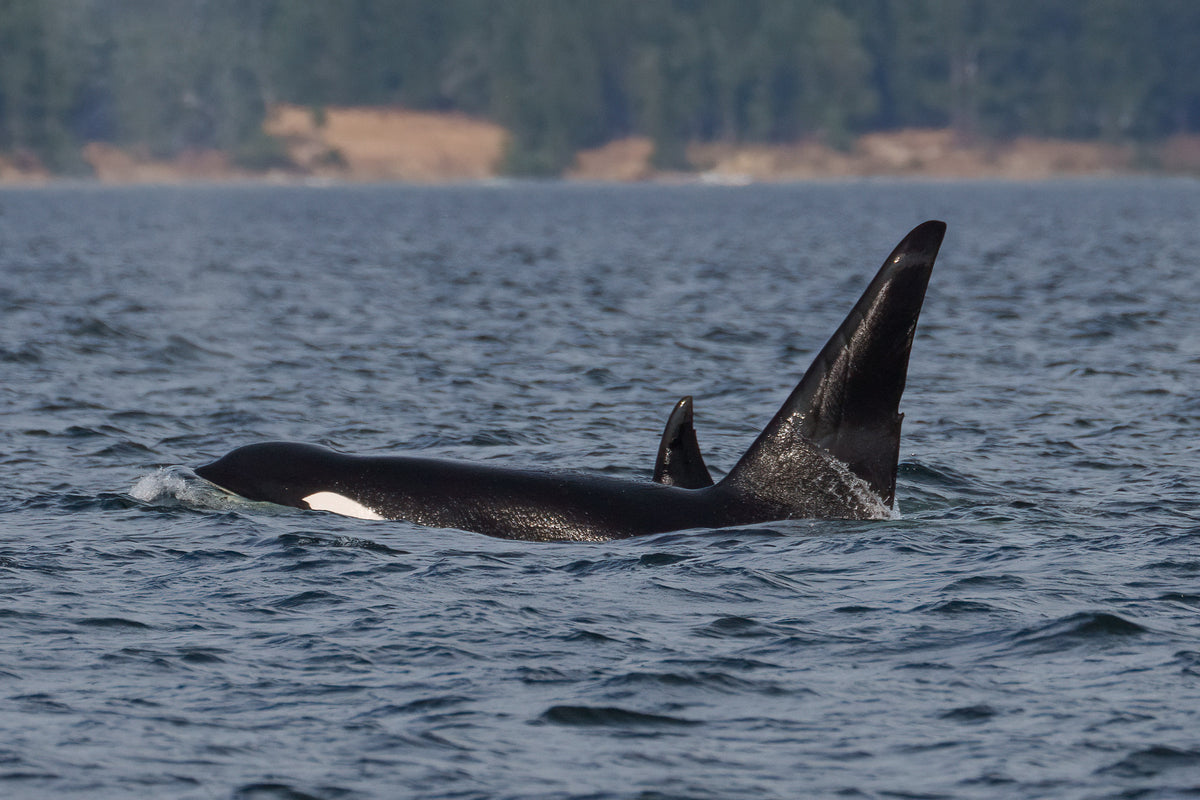 T046E "Thor" surfacing in the San Juan Islands