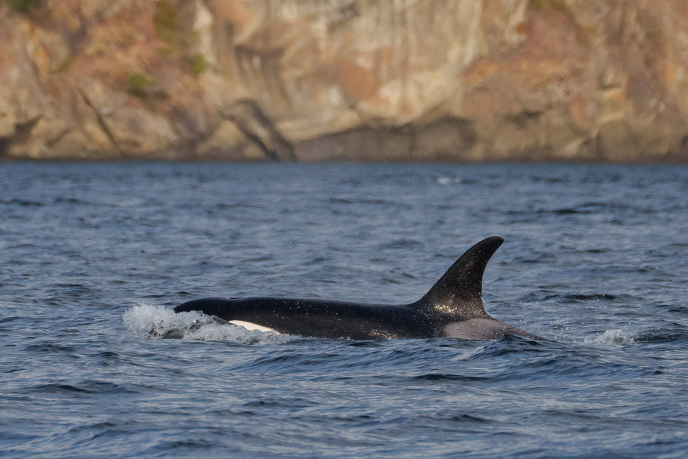 T046F "Loki" surfacing near Stuart Island.