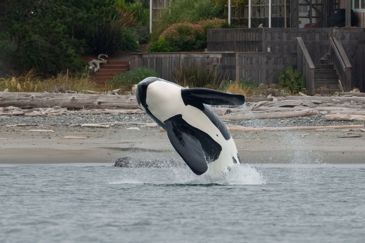 T060D "Onca" breaching near Spiden Island