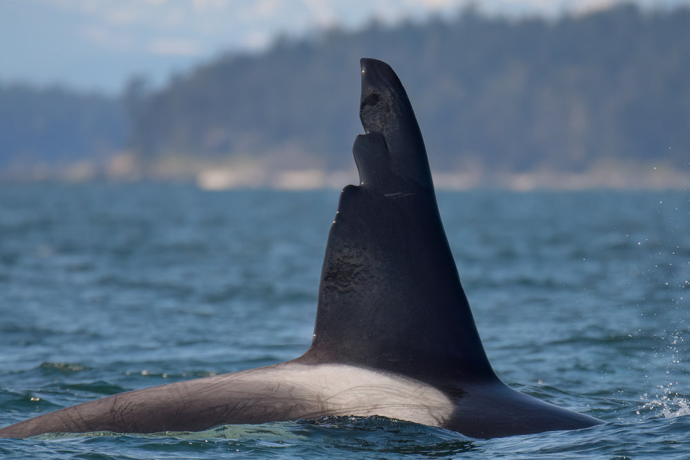 T063 "Chainsaw" right side dorsal fin.