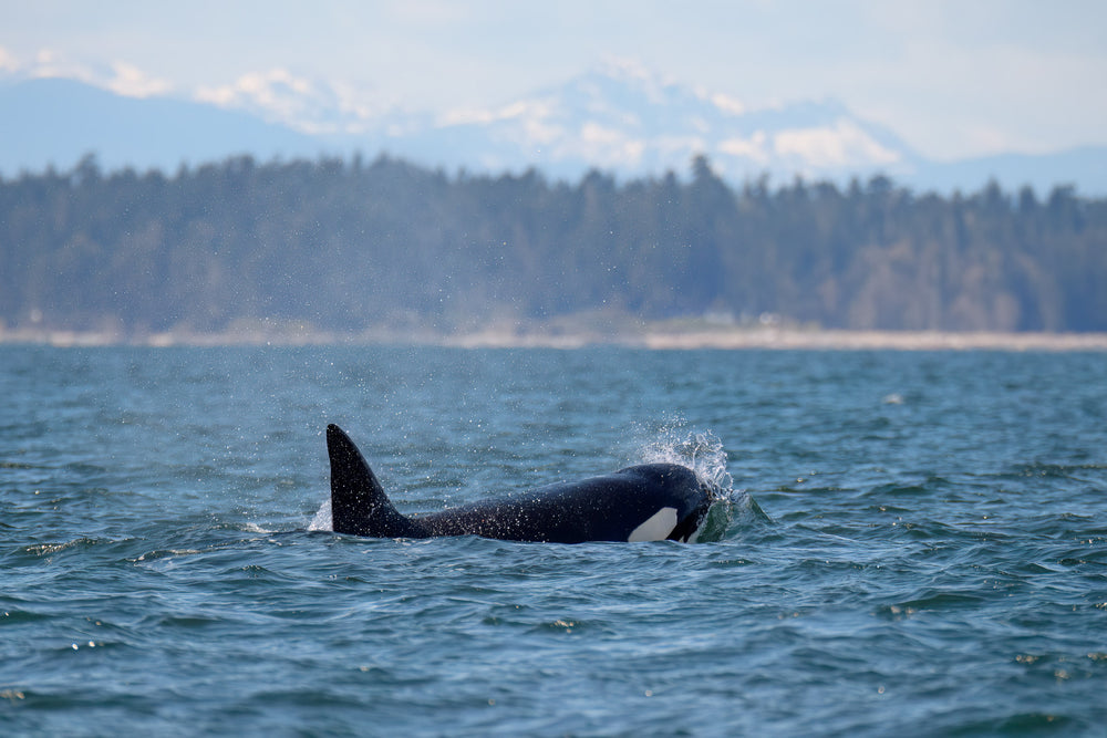 T065 "Whidbey" surfacing.