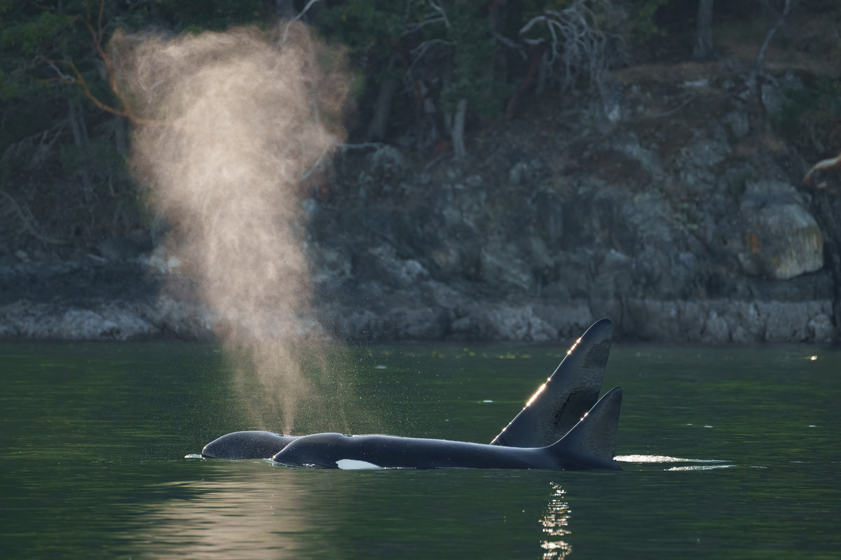 T069 "Komox" with her son T069C "Kye" in B.C. waters.