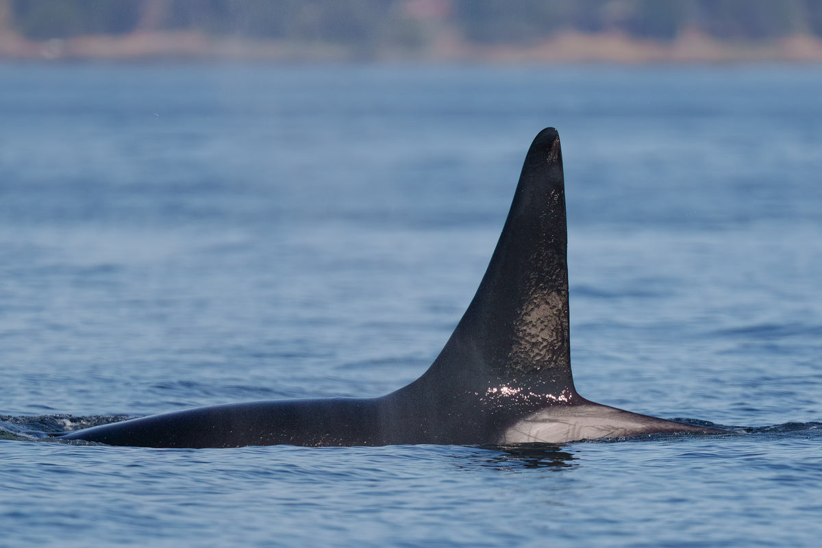 T101B "Lagoon" surfacing near Vancouver Island.