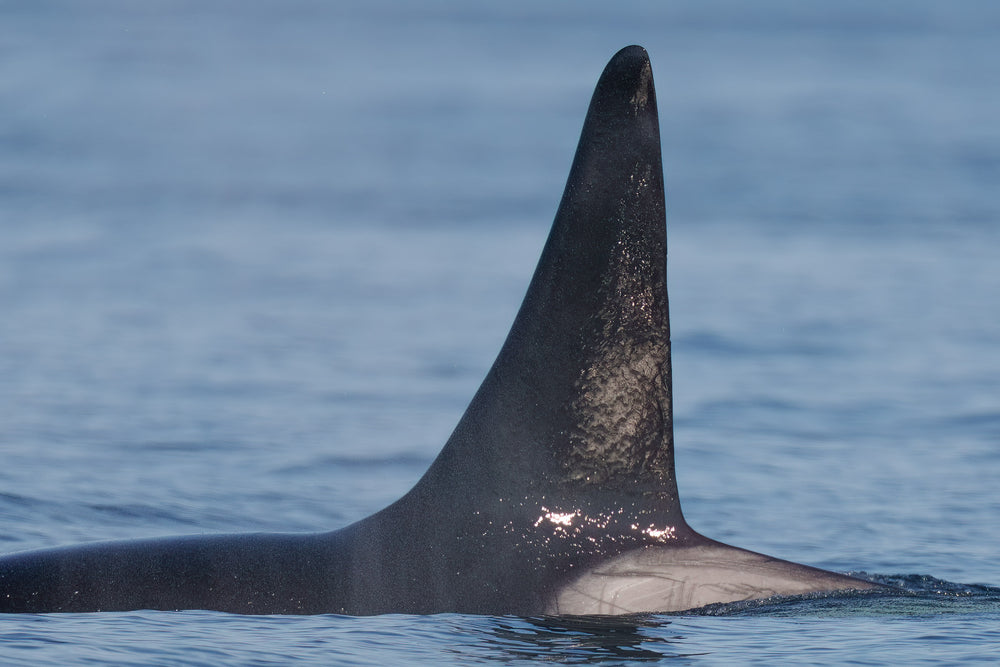 T101B "Lagoon" left side dorsal fin.