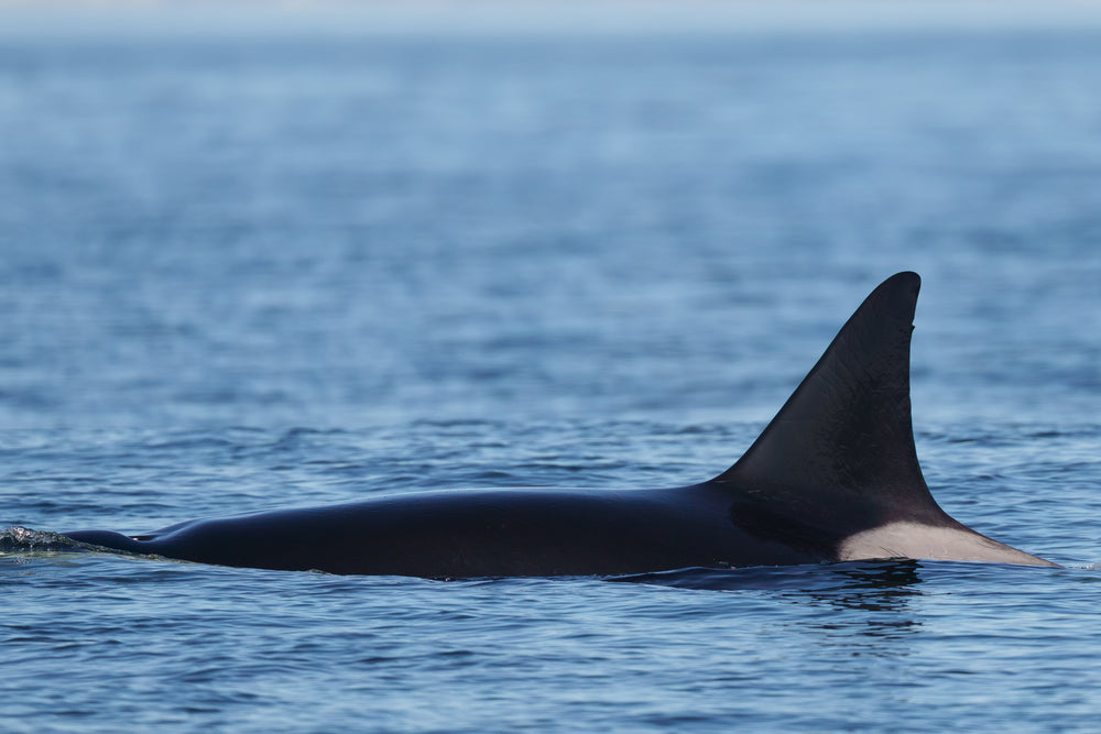 T117 "Hecate" left side dorsal fin.