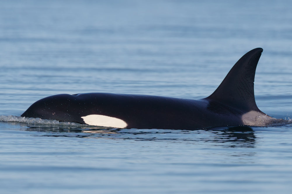 T117B "Nyx" left side dorsal fin.
