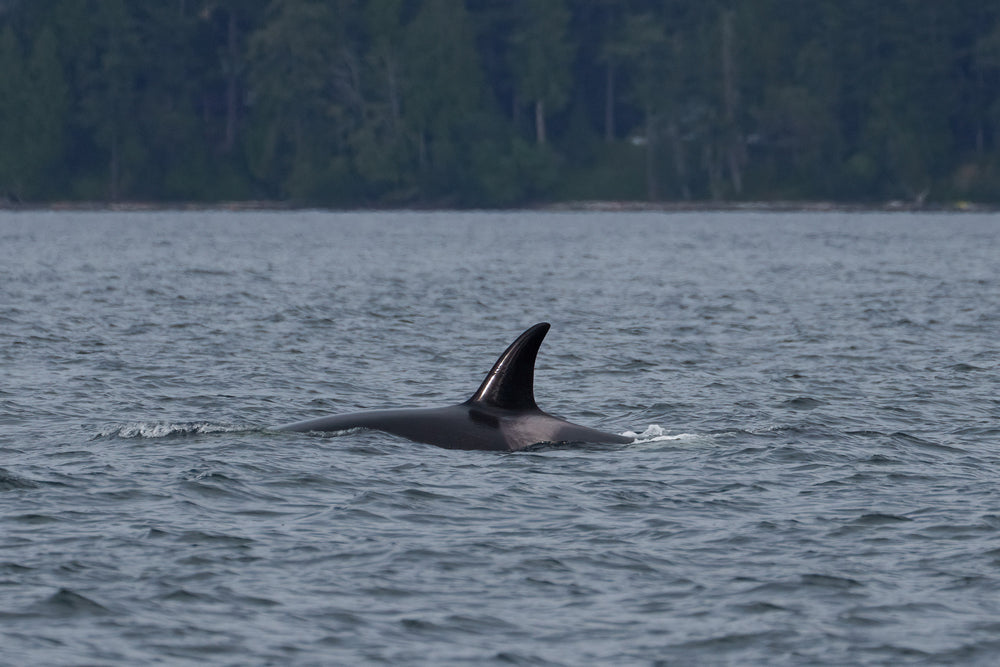 T122 "Centeki" surfacing near Stuart Island.
