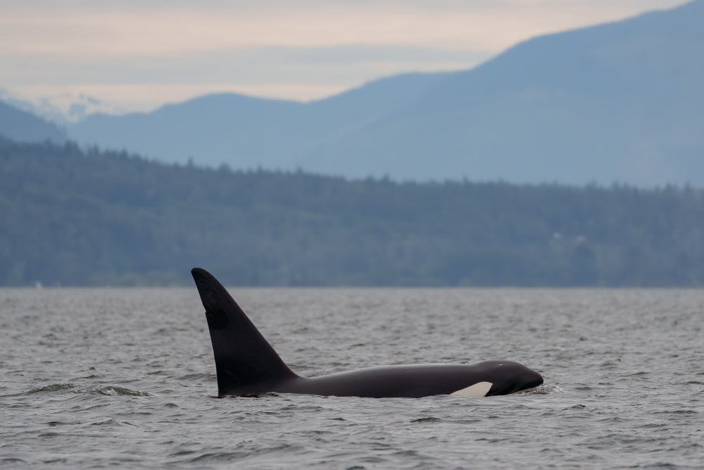 T123s — Sidney's family
