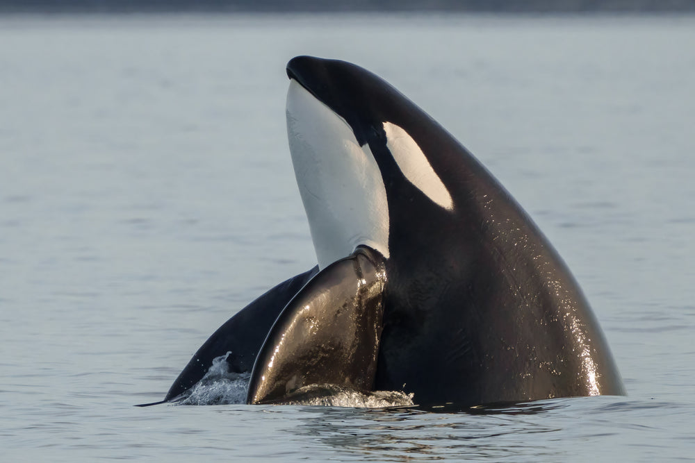 T123s — Sidney's family