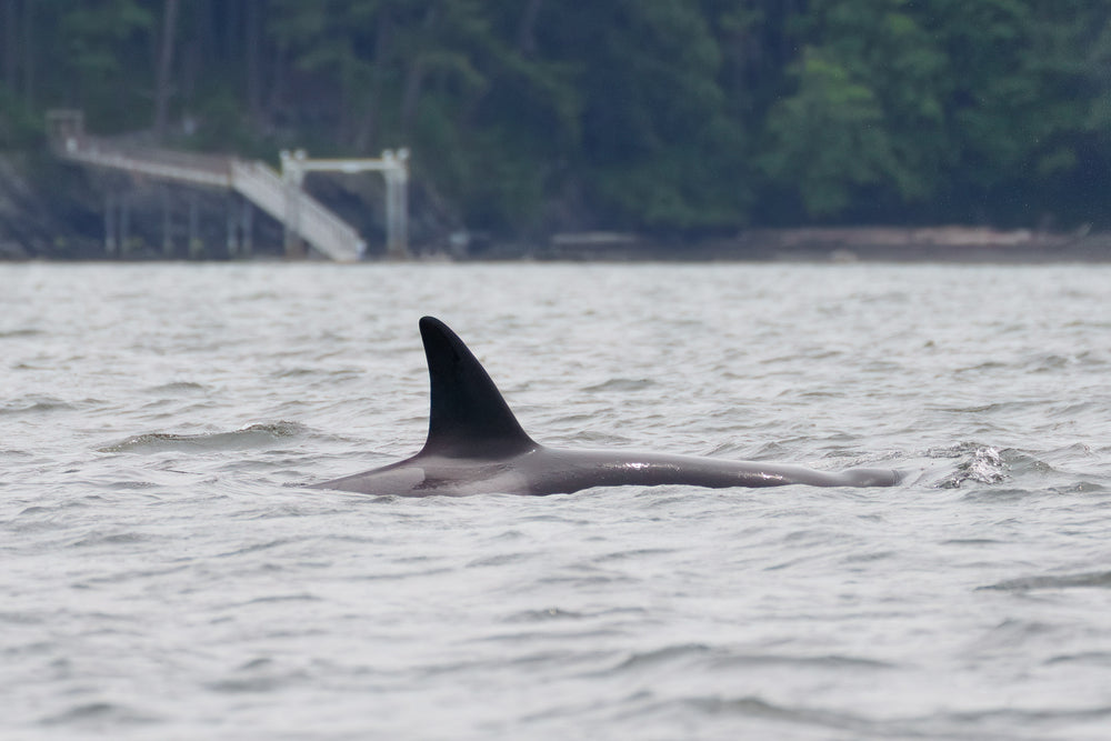 T123s — Sidney's family