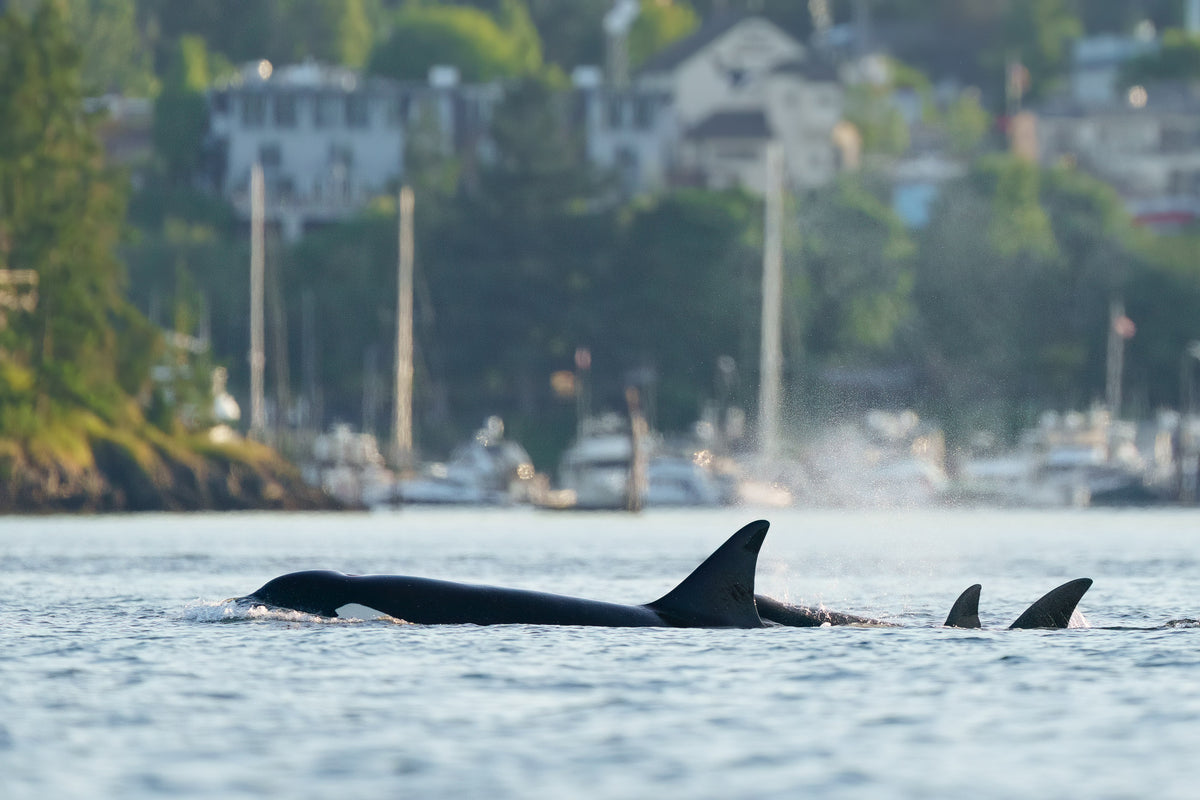 T124A2 "Elkugu" surfacing outside Friday Harbor, Washington.