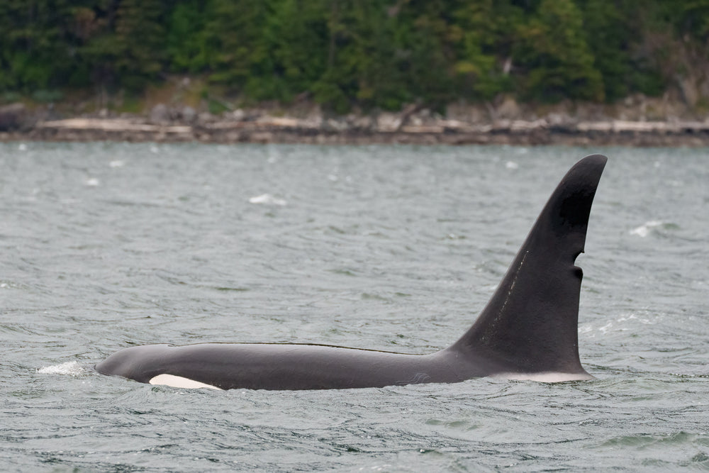 T125A "Jetsam" surfacing near Sucia Island.