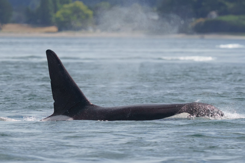 137A "Jack" surfacing in the San Juan Islands