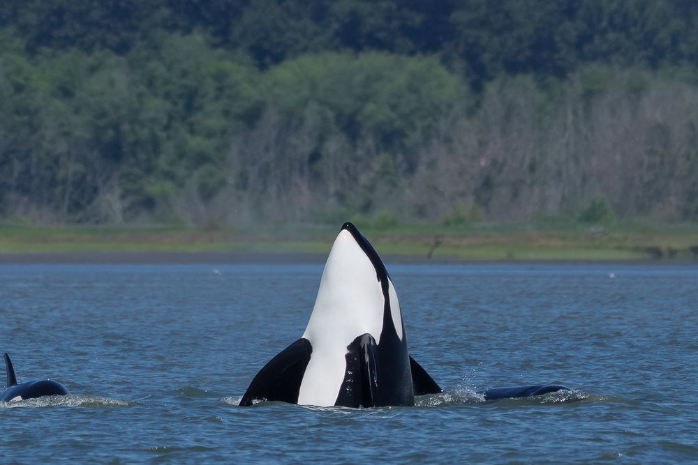 T123s — Sidney's family