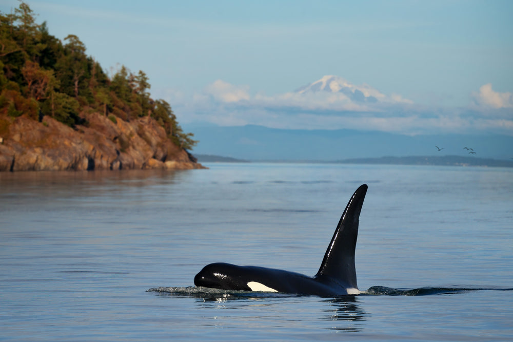 T123s — Sidney's family