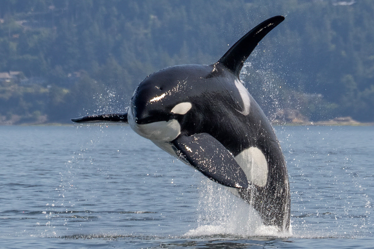 Jack Breaching