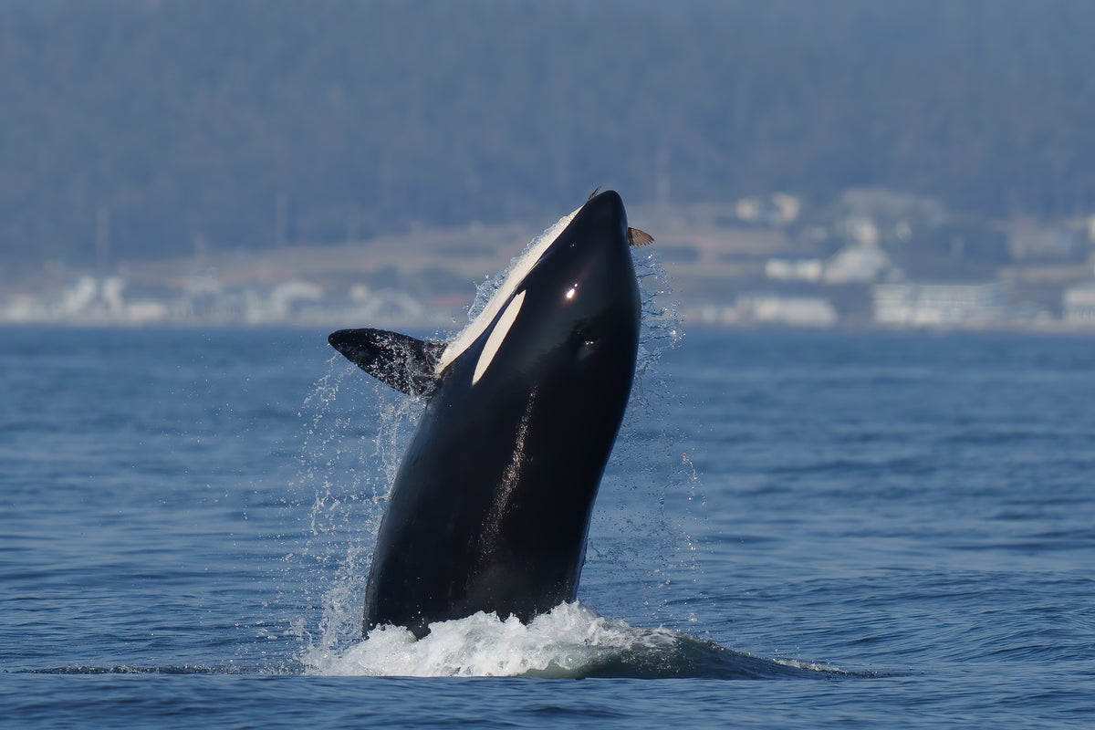 T077 "Asja" playing with a Rhinoceros Auklet.