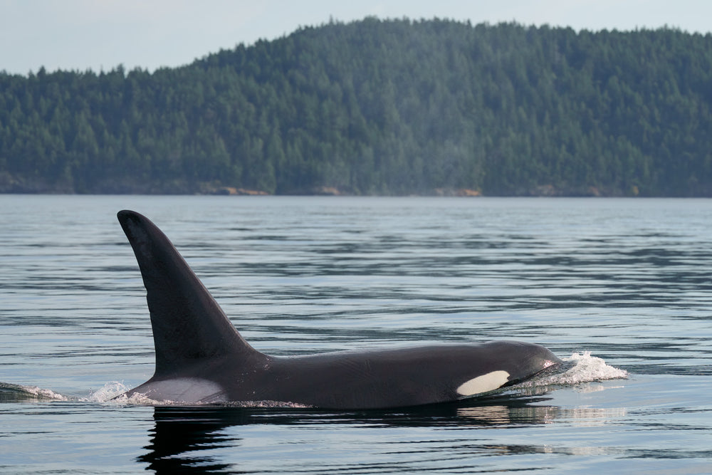 T100C "Laurel" surfacing in the San Juan Islands.